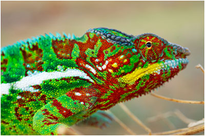 Photonic crystals cause active color change in chameleons